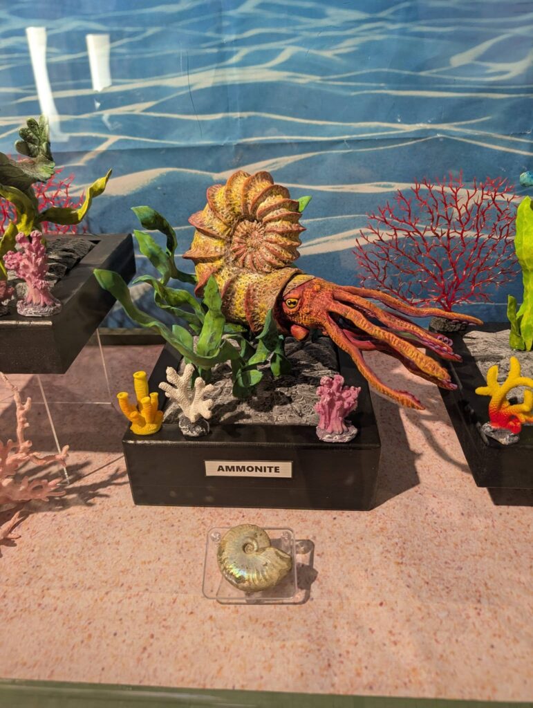 ammonite sculpture in the prehistoric creatures display in the elgin public museum