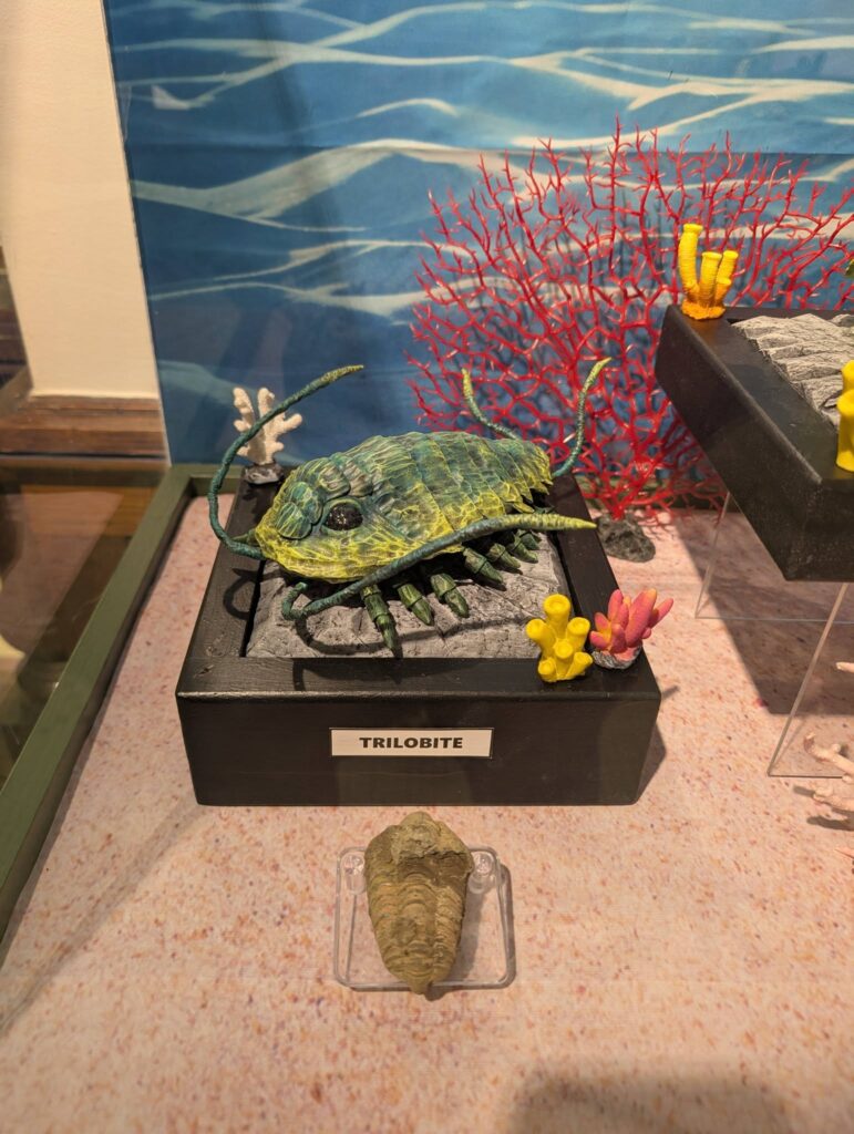 trilobite sculpture in the prehistoric creatures display in the elgin public museum